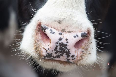Mooooo Close Up Of A Cow Nose