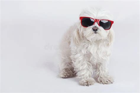 Funny Dog With Sunglasses Stock Image Image Of Disguise 110059713