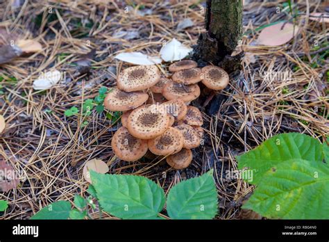 Harvest Of Edible Mushrooms Honey Agarics Known As Armillaria Mellea