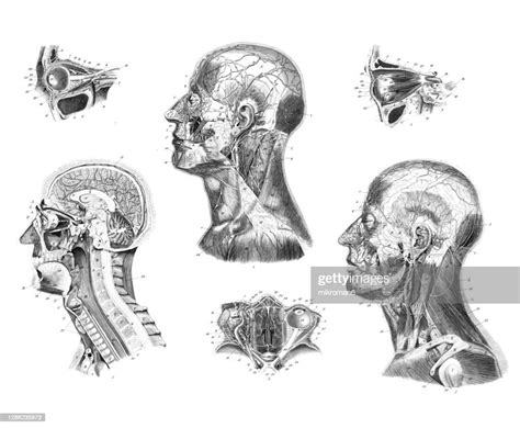 Old Engraved Illustration Of Human Head And Neck Anatomy High Res Stock