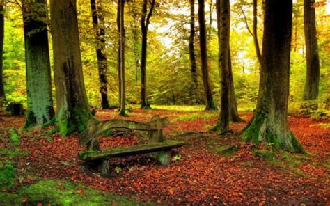 Leaves Trees Forest Woods Sunlight Autumn Fall Nature Landscapes Leaves