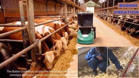 Amazing Cow And Poultry Chicks Farming Technology Breeding Methods
