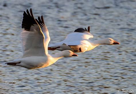 Snow Geese Flying At Sunset By Pgu2005 Nature Mothernature Travel