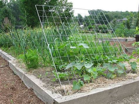 Cucumber Trellis For Straighter Fresh And Clean Cukes