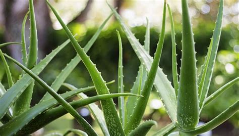 Everything You Need To Know About Aloe Vera Plants Singapores 1