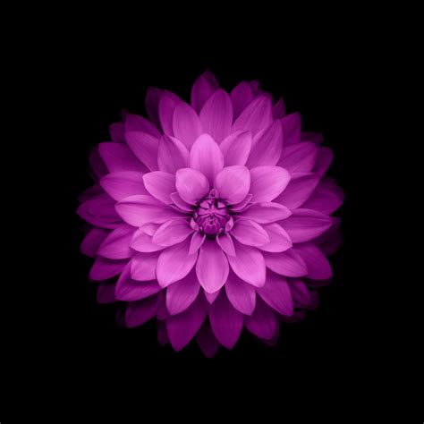 Flowers Ios 8 Purple Flowers Wallpapers Hd Desktop And Mobile