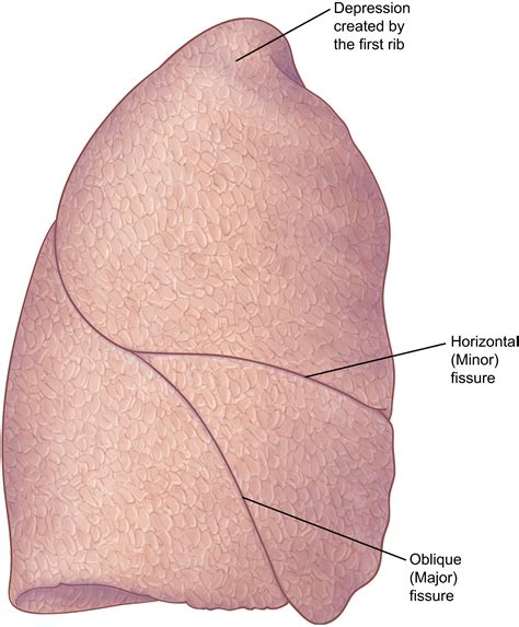 Lobes Fissures And Bronchopulmonary Segments Thoracic Surgery Clinics