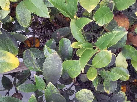 Sooty Mould On Lemon Tree Growing Guides Daltons