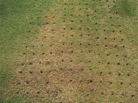 This is because you will be able to remove all the unwanted substances from your lawn which includes dead organic matter and debris. JC's Landscaping & Lawn Service Frisco, Plano, McKinney