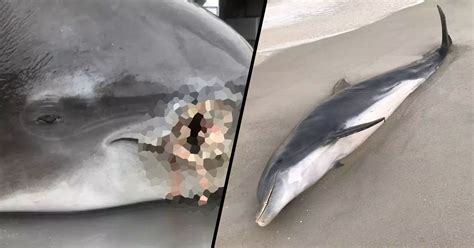 Two Dolphins Found Dead On Beach With Bullet And Stab Wounds