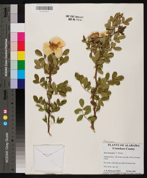 Herbarium Specimen Details - APA: Alabama Plant Atlas
