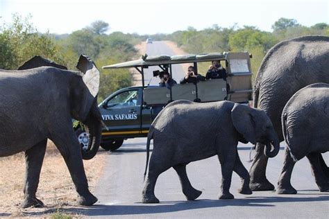 4 Day Classic Kruger National Park Safari 2024 Johannesburg