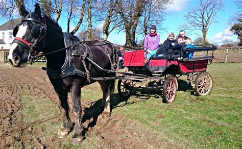 A Day Out At The Dyfed Shire Horse Farm In Pembrokeshire Horse Farms