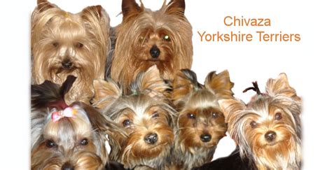 Best dog food for yorkies with allergies. Yorkshire Terrier Breeder | Pet Health CareQuality Yorkie ...
