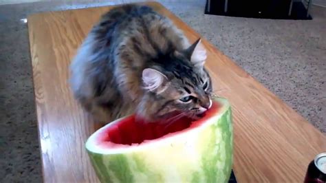 Cats Eating Watermelon Funny Cats Compilation 1 Youtube