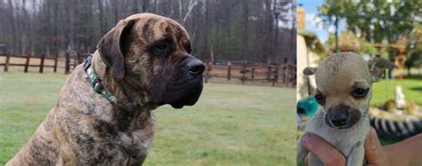 Though the female pitbull is smaller than a male, it is still bigger than any dogs that have average size. Chihuahua vs American Mastiff - Breed Comparison | Petzlover