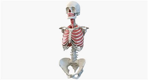 3d Human Female Torso Skeleton Model Turbosquid 1214474