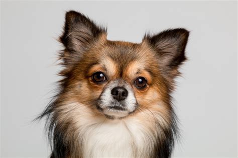 Chihuahua Dog Cute Free Photo On Pixabay Pixabay