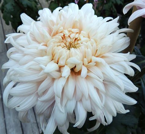 One new haiku on the subject of fall leaves. Princess Haiku: a flower dreams of Paradise, said Princess ...