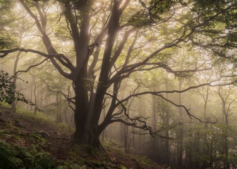 Through The Woods Gallery Simon Baxter Photography Landscape