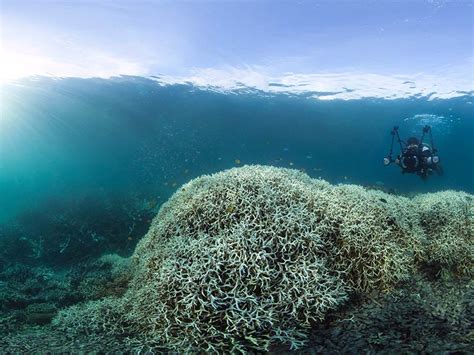Stunning Photos Show The Great Barrier Reef Is Dying Due To Coral