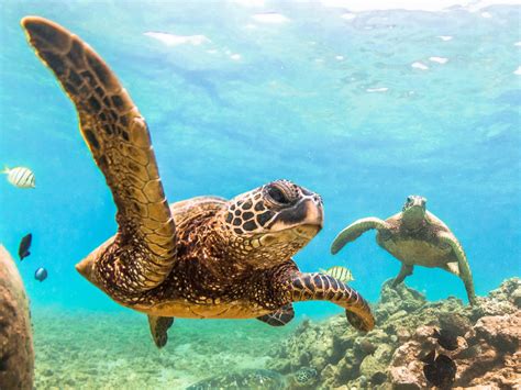 Can You Touch A Sea Turtle In Hawaii