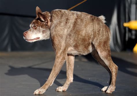 Short Spined Dog From Florida Wins Worlds Ugliest Dog Contest Ktla