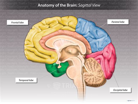 Anatomy Of The Brain Sagittal View Trialexhibits Inc