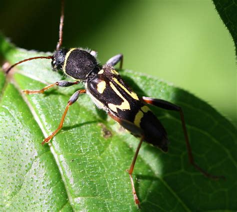 Longhorn Beetle Clytus Ruricola Bugguidenet