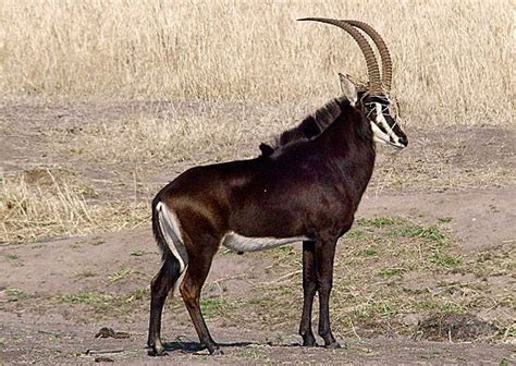 Beautiful Sable Buck South African Animals African Antelope African