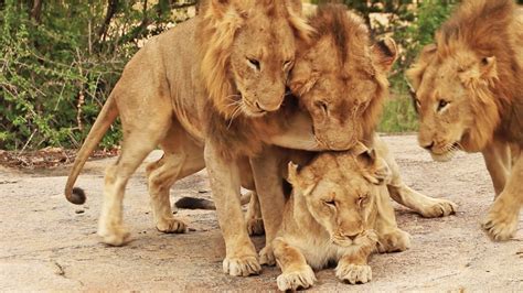 Male Lions Mate With Lioness