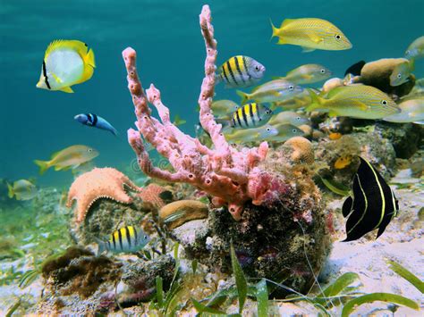 Caribbean Sea Life Stock Image Image Of Life Animal