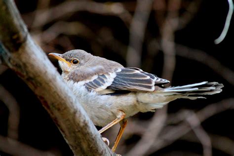 Northern Mockingbird Fledgling Renee Grayson Flickr