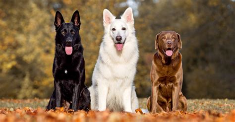 German Shepherd Vs Labrador Retriever Finding The Best Breed For You