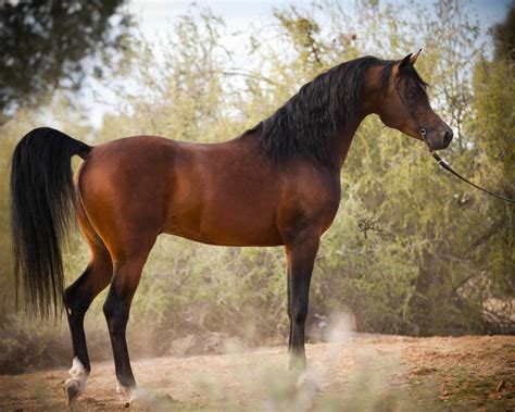 Scottsdale Arabian Horse Show News For Monday February 15 2016