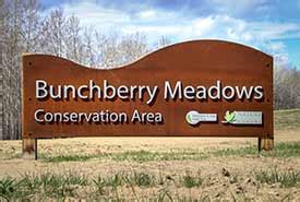 NCC: Where We Work - Alberta - Help keep Bunchberry dog-free
