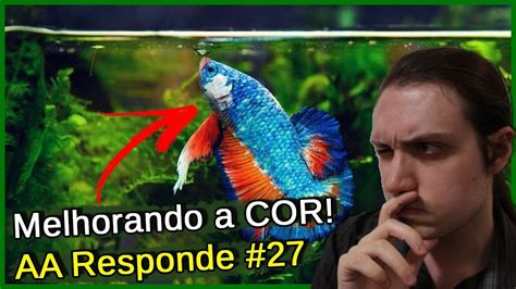 Como Melhorar A COR Do Seu PEIXE AA Responde 27 YouTube