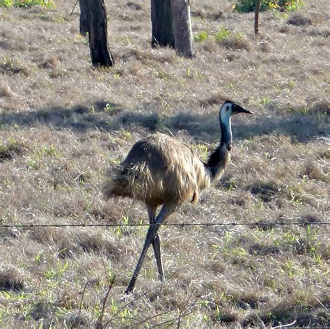 Probably from portuguese ema ((originally) cassowary; Kangaroos & Emus - Seeing Australia's National Emblems