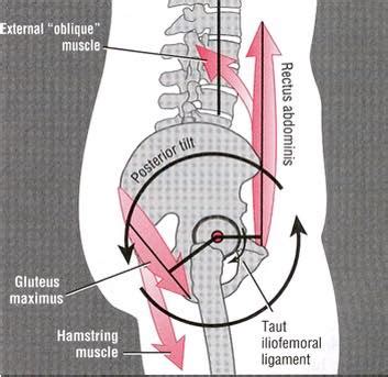 Iliopsoas muscle, a hip flexor muscle that attaches to the upper thigh bone. Hamstring pain when running? | Elite Therapy