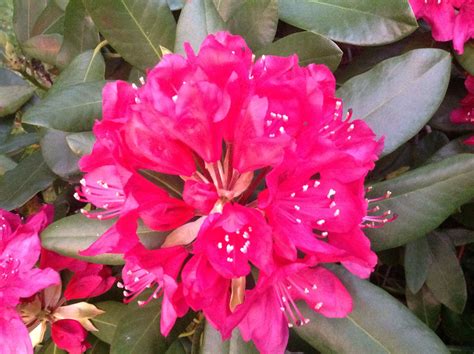 Pink Rhododendron Flowers Plants Rose