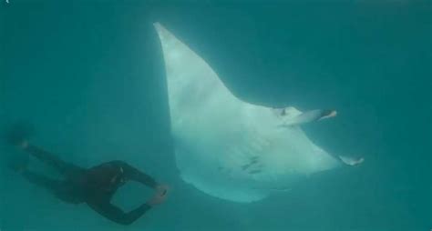 Incredible Footage Shows Giant Manta Ray Approaching Diver To Ask For
