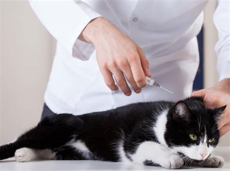 Have you noticed your cat's eyes watering recently? Castration in cats: process, preventive and follow-up care ...