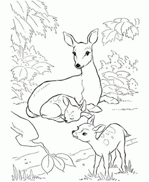 Baby Deer Coloring Page - Coloring Home