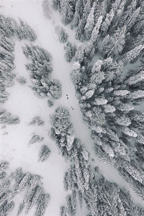 Snow And Trees Drone Footage From A Recent Trip To The Mountains