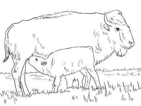 They are relatives of american bison but are slightly taller and larger than them. Coloriage Bison gratuit à imprimer liste 40 à 60