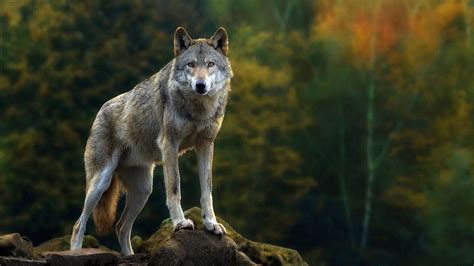 1920x1080 Wolf Wallpapers Wolf Background Images