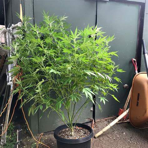 They are so cheerful colors, it's nice to see them … if you ever see them. How to Grow Cannabis Outdoors by LuckyAcres | Grow Weed Easy