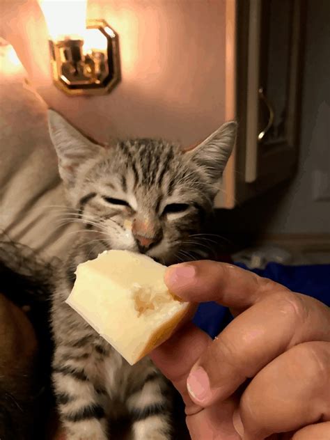 Vets also say that cats eating raw chicken may also see improved hydration, as raw chicken contains more fluids than dry cat food. Can Cats Eat Cheese? Is it Safe? | Purrpetrators