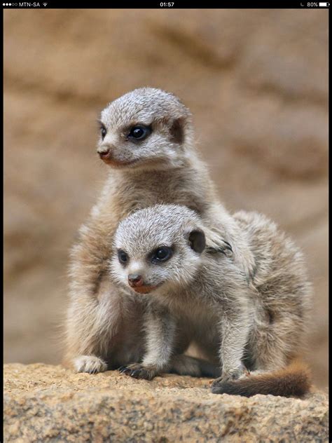 Meerkat Babies Baby Zoo Animals Zoo Animals Names Zoo