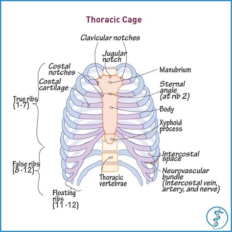 In humans, the rib cage, also known as the thoracic cage. Learn anatomy anywhere, anytime with our web-based anatomy ...